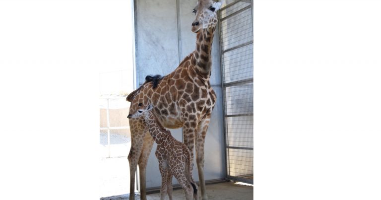 Local rich man pays $50,000 to name baby giraffe after himself