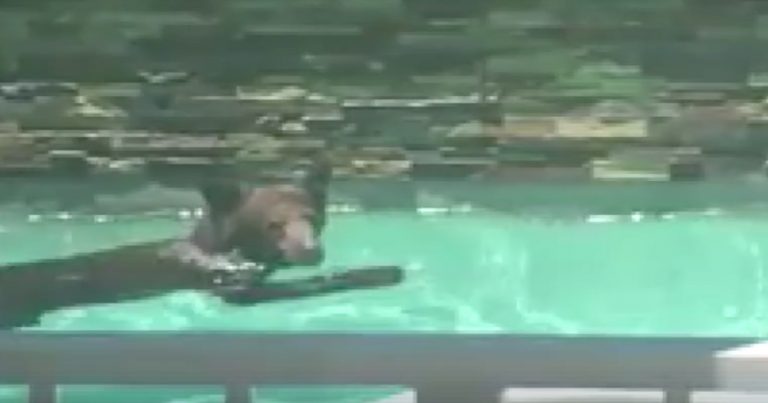 Smart bear, tired of the damn heat, cools off with a dip in the pool