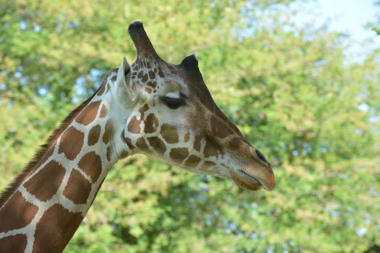 Pona the giraffe passes away at the Living Desert