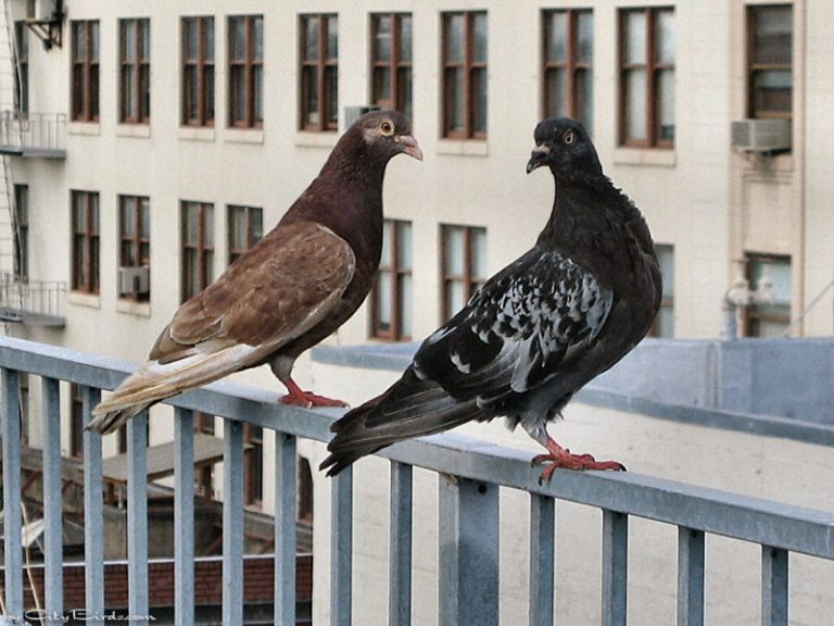 In Hollywood, thieves are using the fear of bird poop to rob people