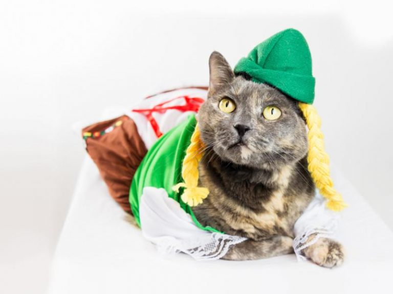 An Oktoberpets fest is happening Sunday at the Palm Springs Animal Shelter