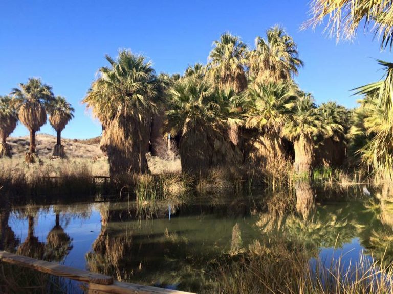 Coachella Valley Preserve | Everything you need to know