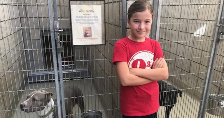 Awesome local 4th grader collecting blankets for shelter cats