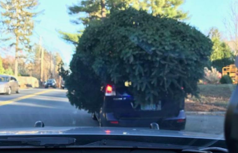 This is not a good way to get your Christmas tree home