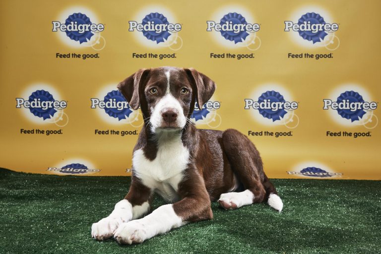 It’s Puppy Bowl Day and I just can’t even!!!