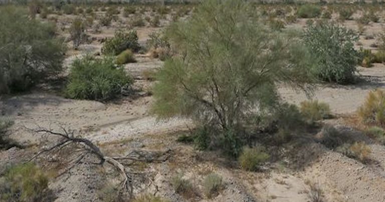 Someone paid $8 million for 1,200 acres in Indio and plans to do nothing with it