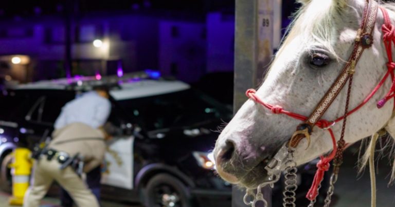 Man arrested for drunkenly riding a horse onto the 91 Freeway on his birthday