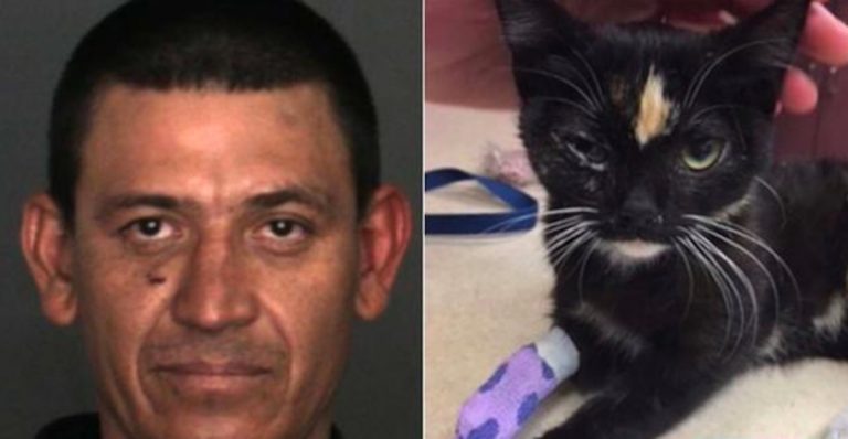 Police arrest IE man for putting a kitten in a freezer, throwing it off a balcony