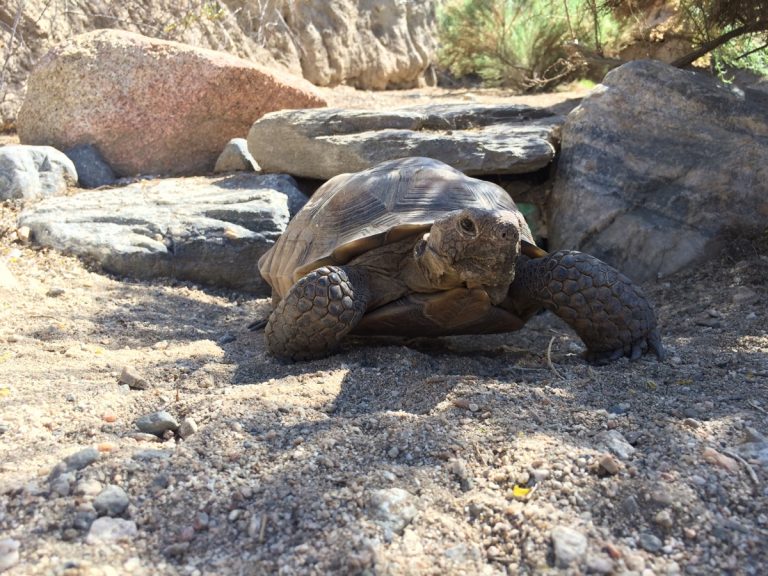 It’s time again to guess when the Living Desert’s Mojave Maxine will wake up