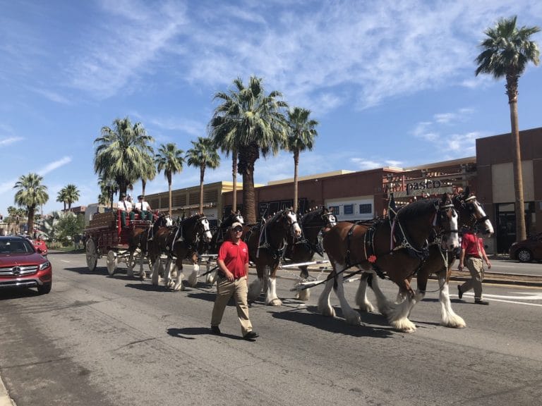 The Budweiser Clydesdales on El Paseo in Palm Desert: photos & video