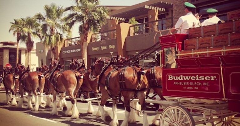 Budweiser Clydesdales on El Paseo | Here’s when you can see the iconic horses