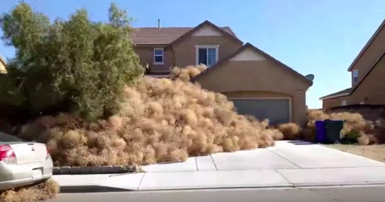 Victorville neighborhood gets overrun with tumbleweeds