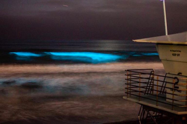 The ocean is glowing a bright blue at night in San Diego and the pics are amazing