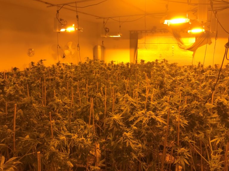 1800 marijuana plants found growing in Yucca Valley home, 1 arrested