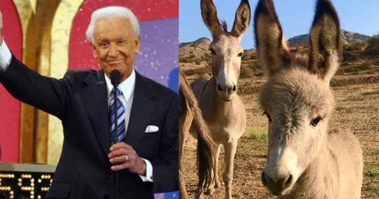 Bob Barker bought 460 acres land in the IE for burros to roam