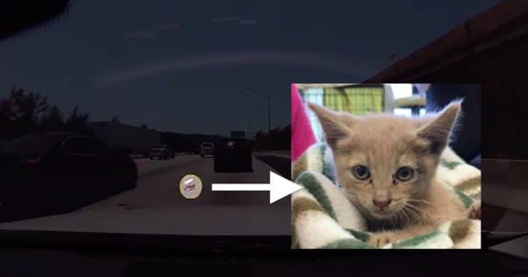 Watch: Lucky kitten gets rescued by trio of heroes on the 60 Freeway