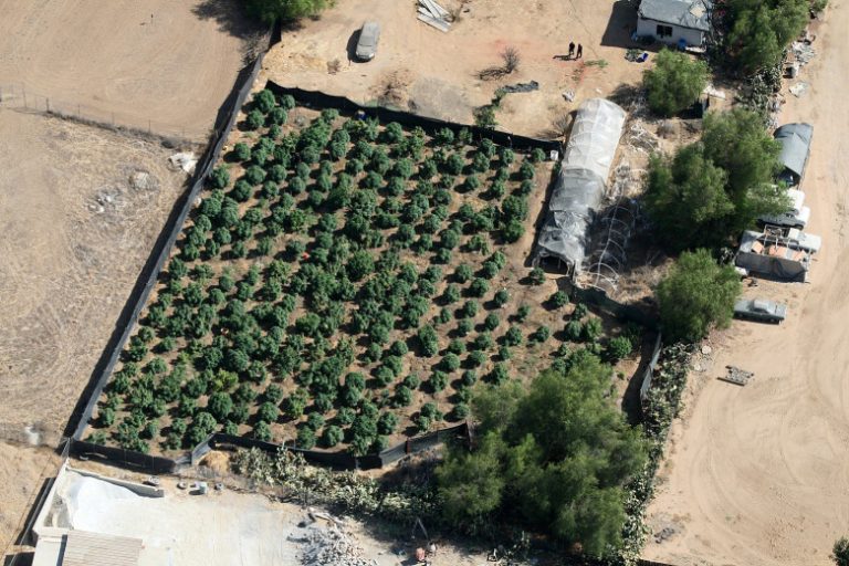 Riverside County probation check leads to discovery of $1 million marijuana grow