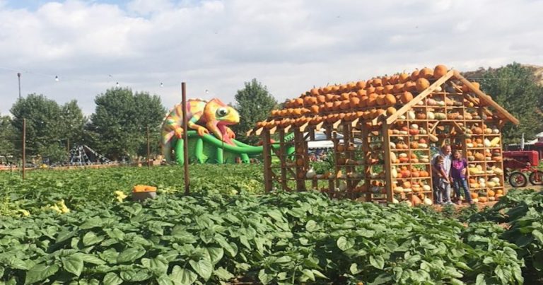 The Live Oak Canyon Pumpkin Patch wisely lowered their prices