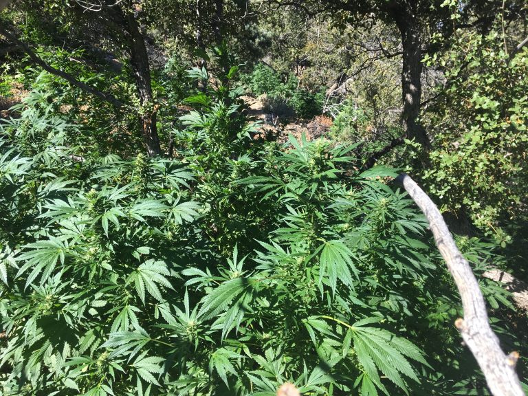 10,000 marijuana plants found growing north of Big Bear Lake