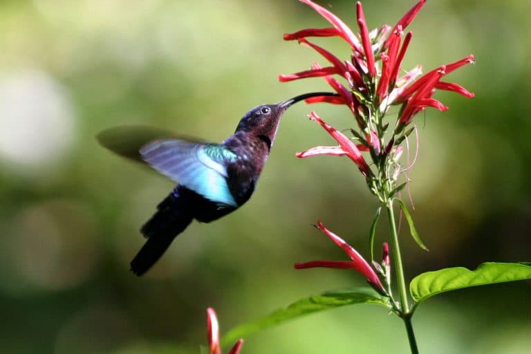 Our hummingbirds are starving because of global warming