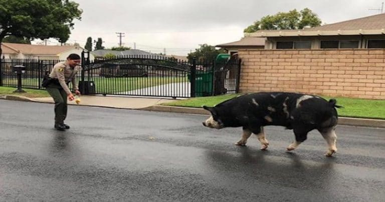 A giant pig got loose in the IE, so cops used Doritos to lure it back home