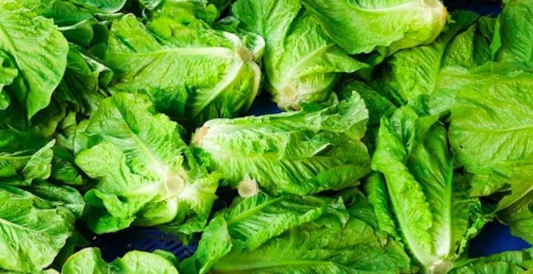 CDC: Throw away your romaine lettuce