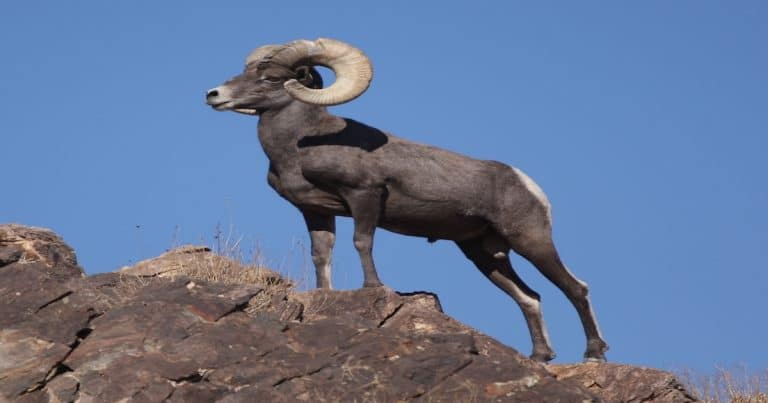 At least 20 bighorn sheep have died from pneumonia in the past few months