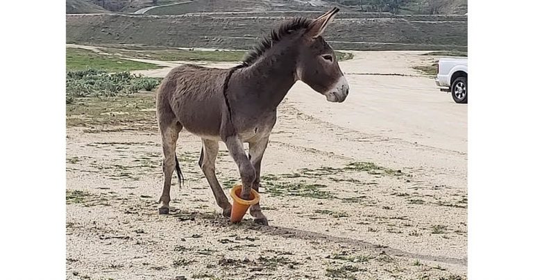 Riverside County officials come the the rescue of Coney the burro