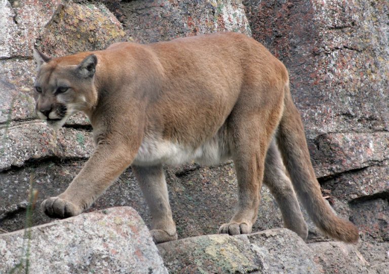 Lucerne Valley man finds mountain lion next to his washer and dryer