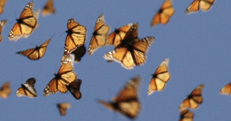 Seriously tho, there are so many damn butterflies around Palm Springs right now