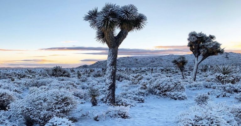 Photos: Snow falls in Yucca Valley, Joshua Tree, and the Hi-Desert