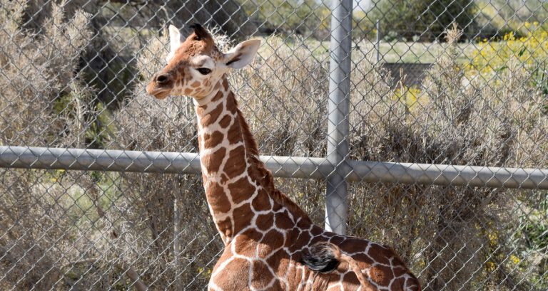 There’s a new, adorable baby giraffe at The Living Desert