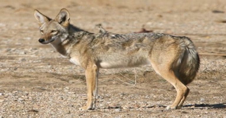 The City of Palm Springs recommends ‘coyote hazing’