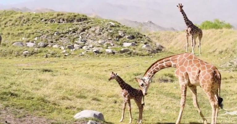 Someone paid $100k to name the Living Desert’s baby giraffe