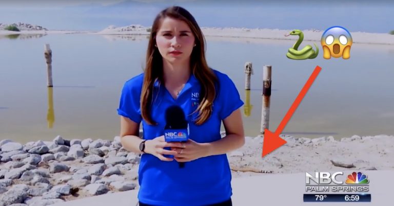 KMIR reporter unknowingly shoots segment in front of venomous rattlesnake