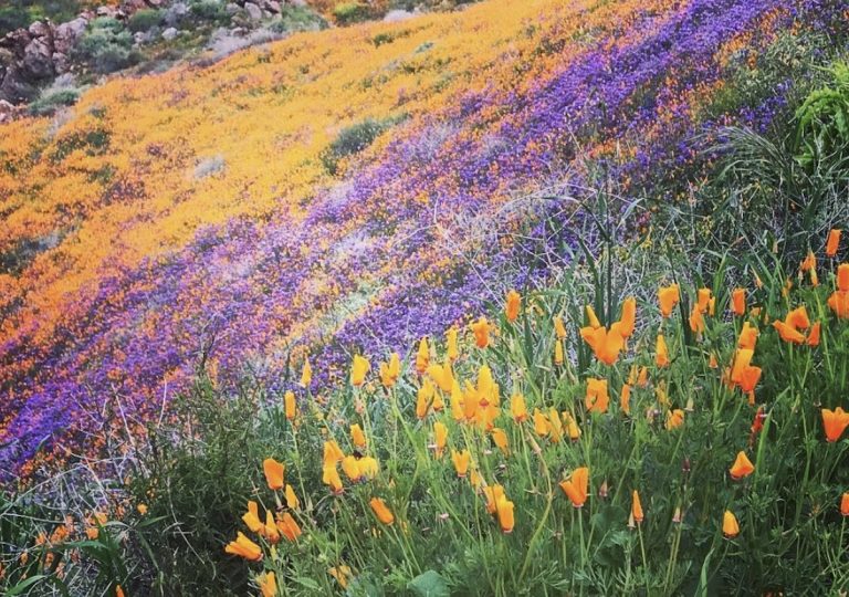 Selfie seekers have made the Super Bloom ‘unbearable’ – forcing city to shut down area