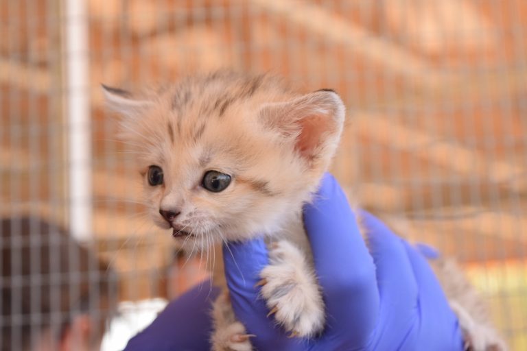 ? There are four new sand kittens at the Living Desert ?