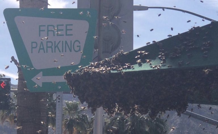 Bees have basically taken over the El Paseo Starbucks