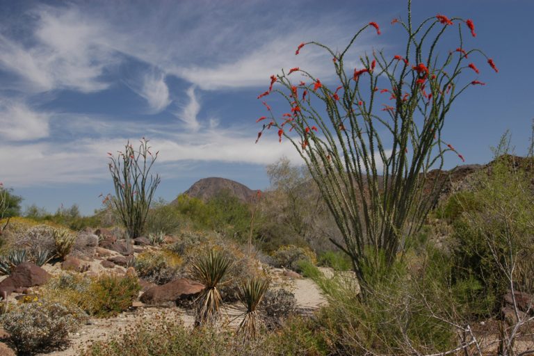 The Living Desert to hold Earth Day celebration