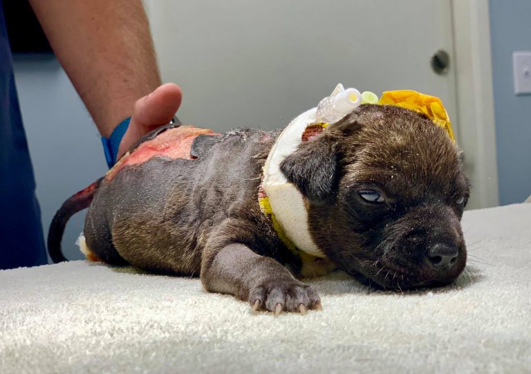 Puppy found beaten, burned in plastic bag in Coachella dumpster