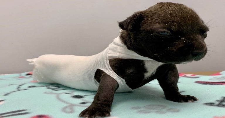 Reward now $20,000 for arrest of who beat, burned puppy and threw it in Coachella dumpster