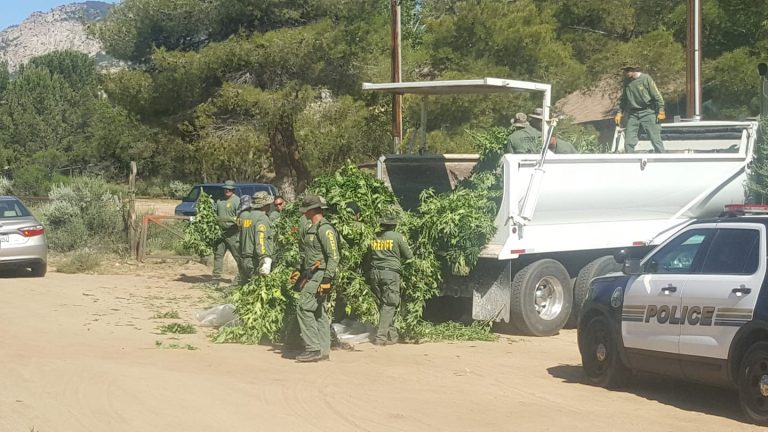 Those Anza raids led to 140,000 pounds of marijuana being buried at a Beaumont dump