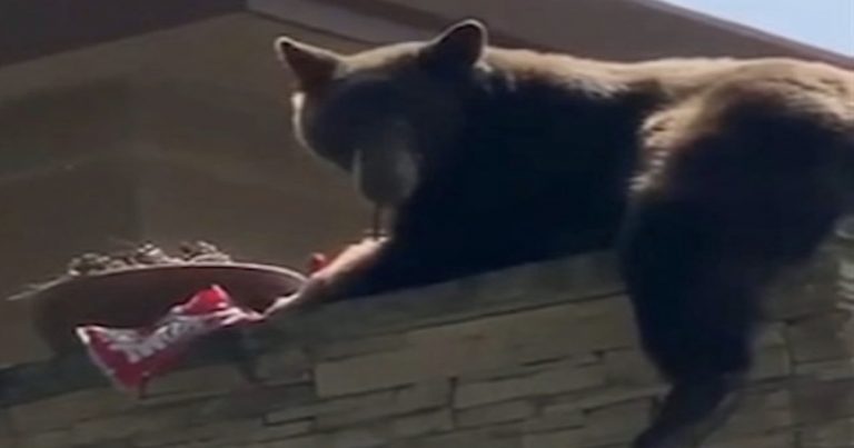 Video: So Cal bear enjoys the weekend chillin’ on wall and eating Twizzlers