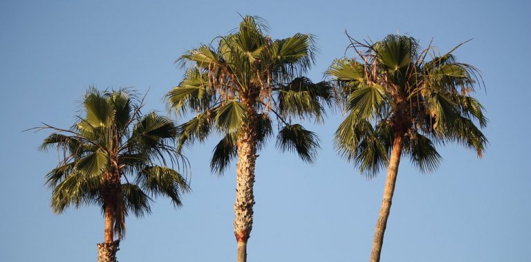 Palm Springs is super sorry they ‘mistakingly’ cut down palm trees