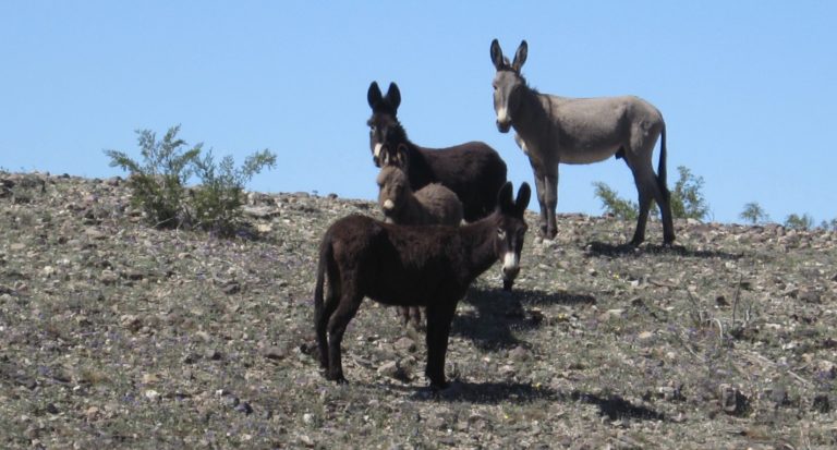 More than 40 burros have been illegally shot, killed in the Mojave Desert since May