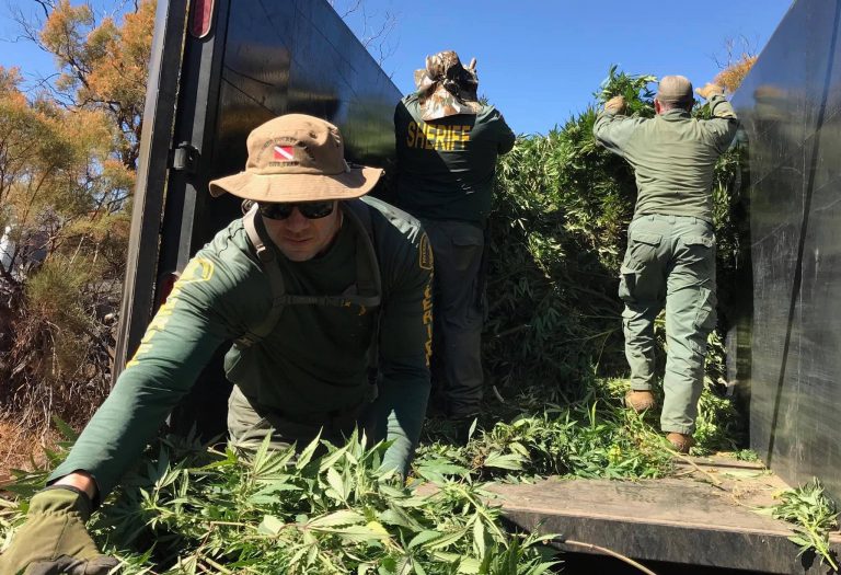 12 tons of pot seized at illegal grow in Anza