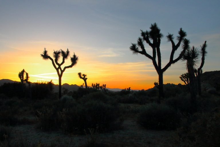 Joshua Trees should be considered endangered, risk extinction, say scientists