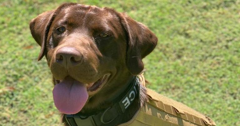 The newest member of the Palm Springs Police Department appears to be a good boy