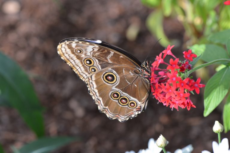 The butterflies are returning to the Living Desert