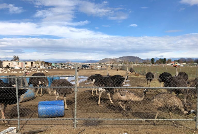 Investigation underway after 20-30 llamas stolen near Perris